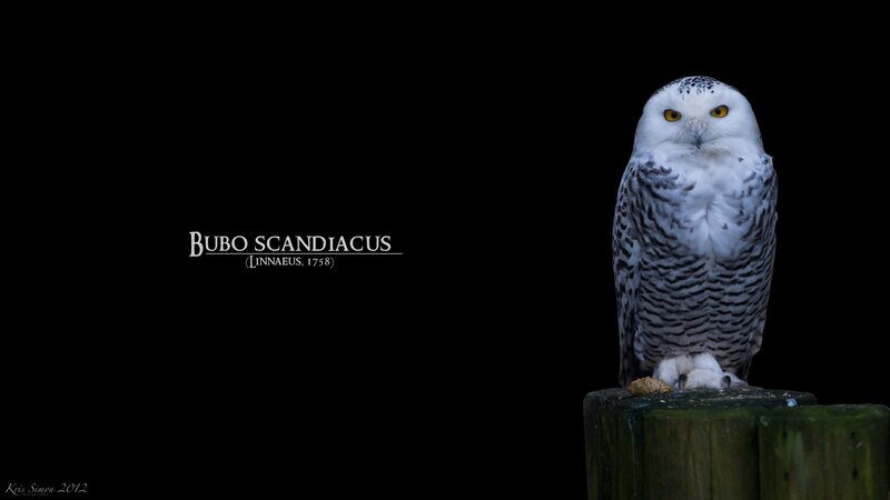 Snowy owl portrait