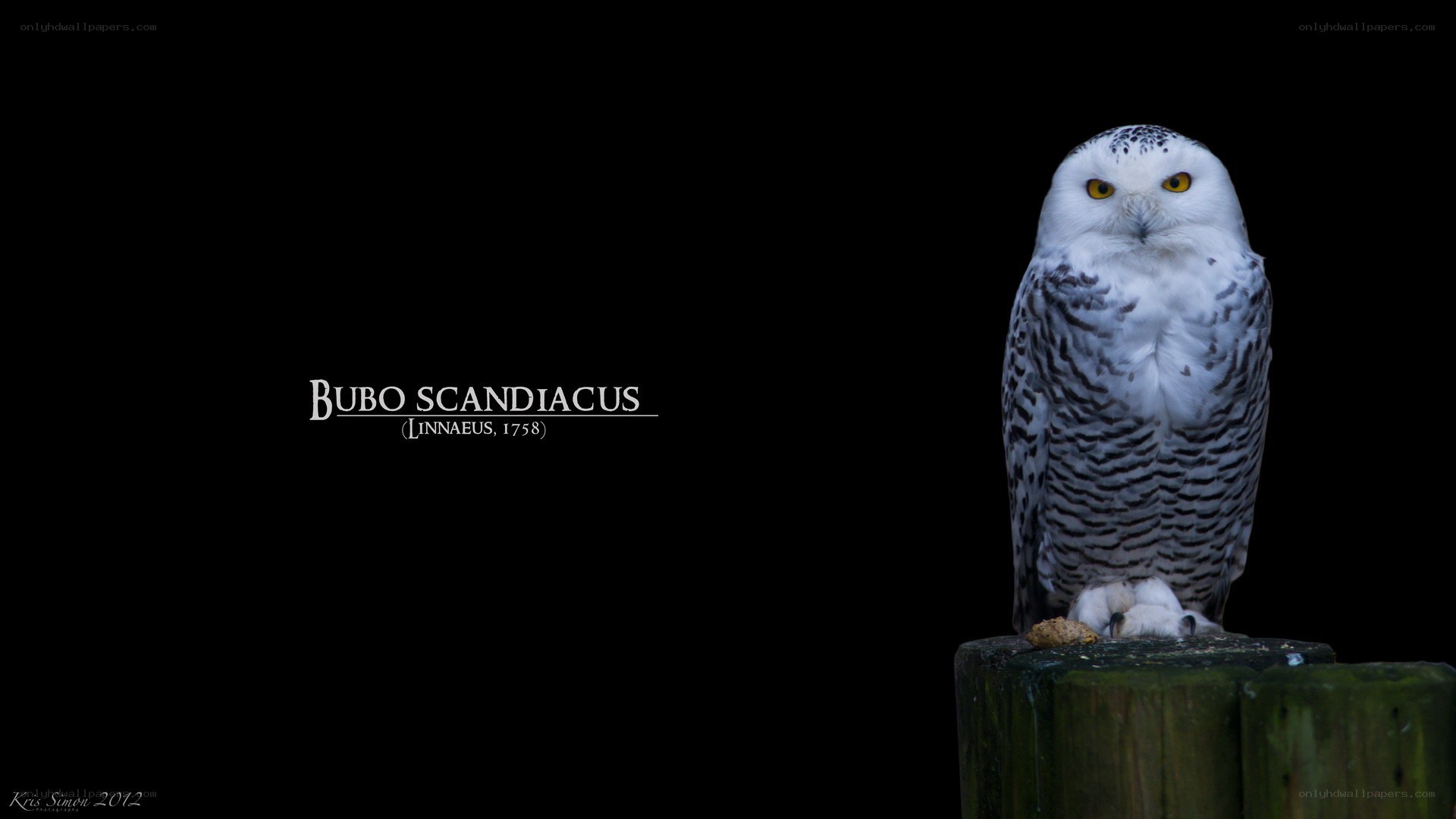 Snowy owl portrait