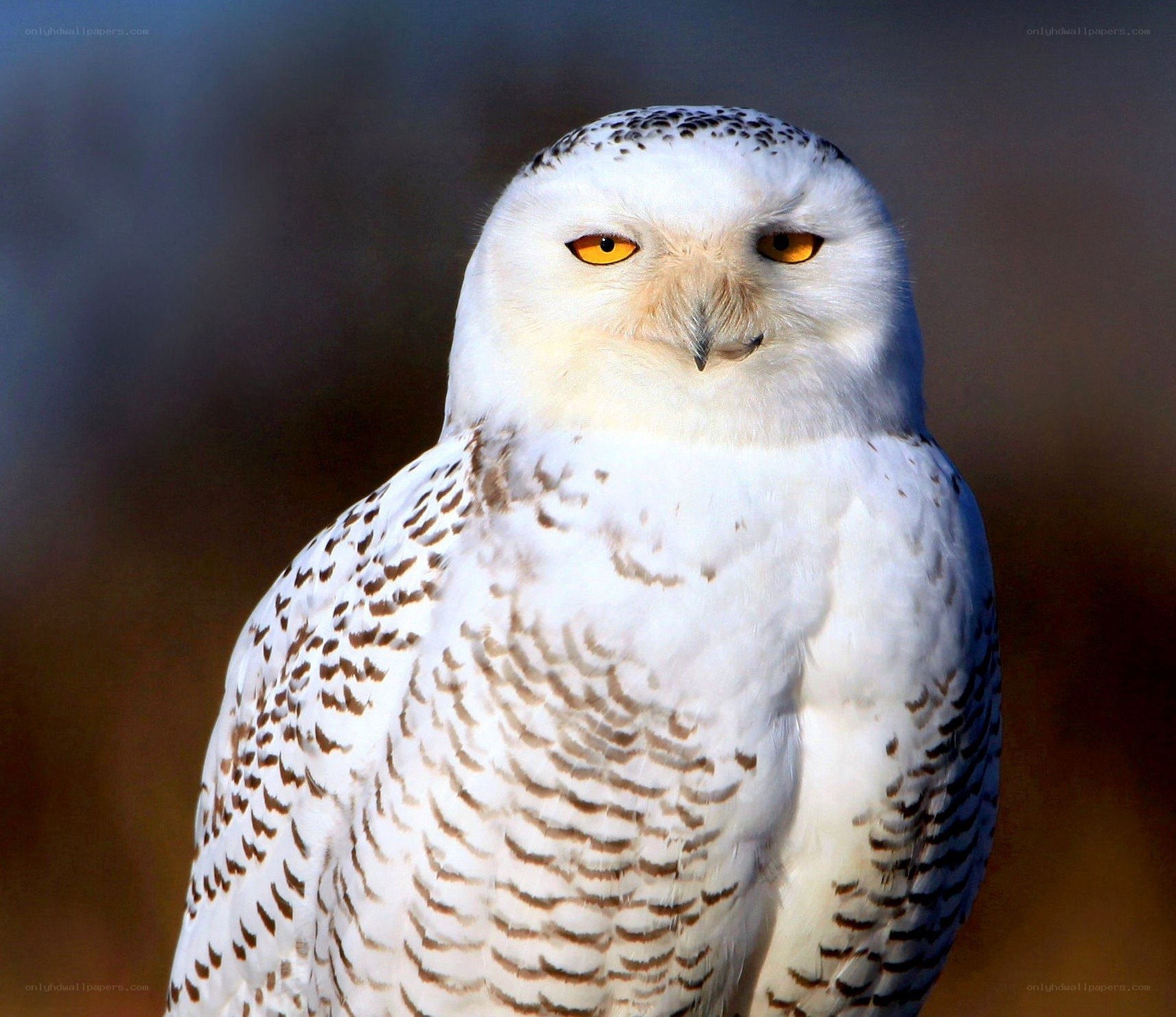 snowy owl portrait