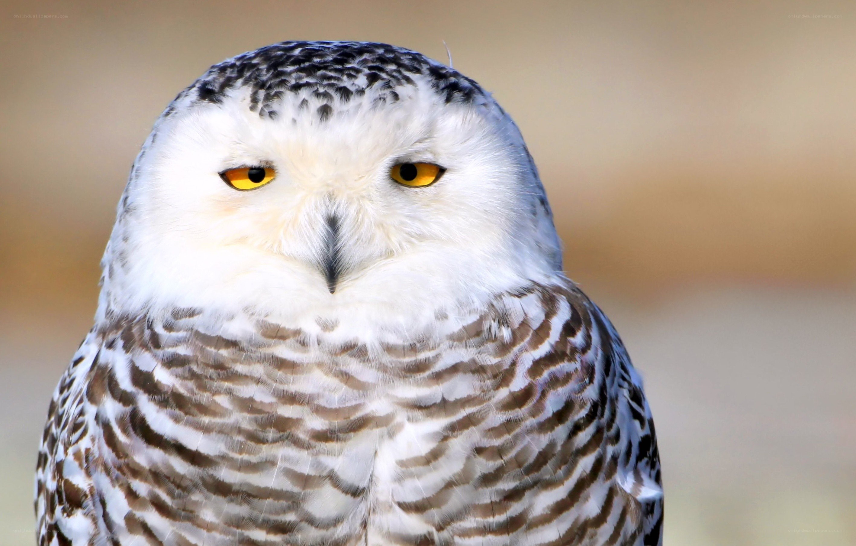 snowy owl portrait