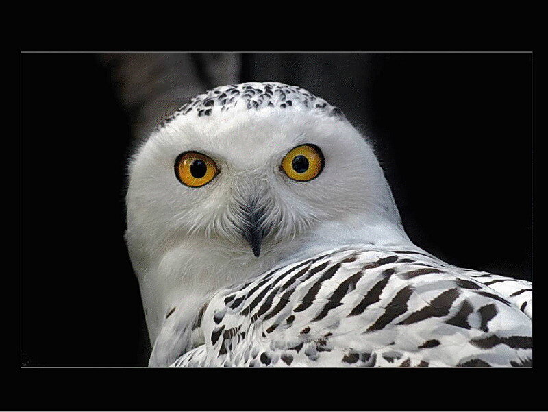 Snowy owl portrait