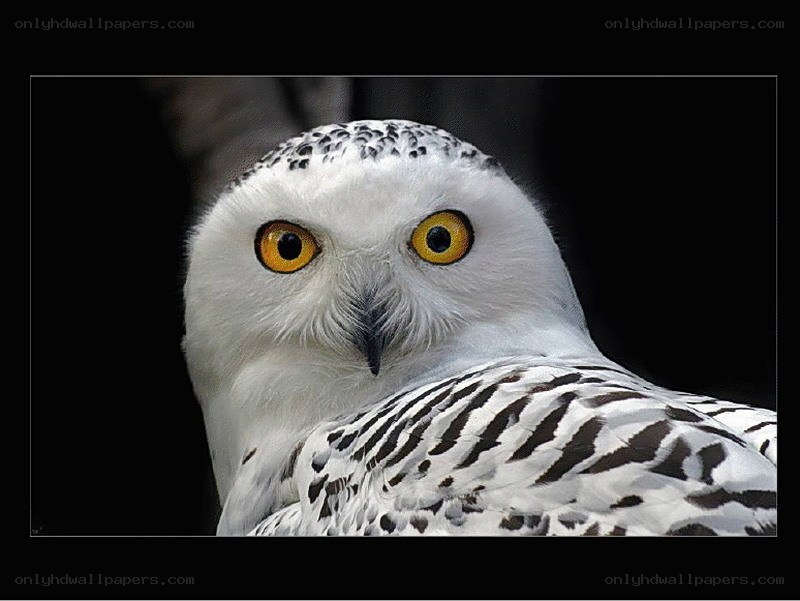 Snowy owl portrait