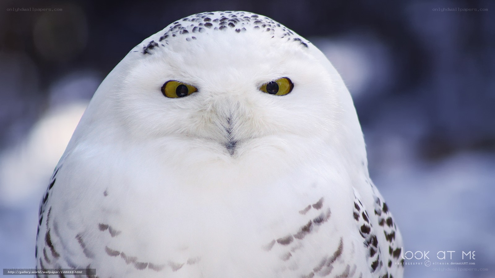 Snowy owl portrait
