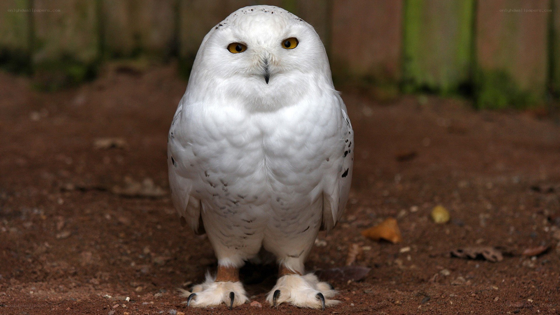 Snowy owl standing on ground