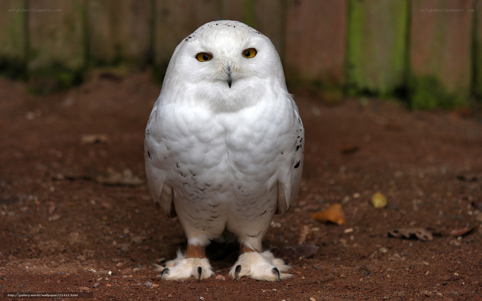 Snowy owl standing on ground
