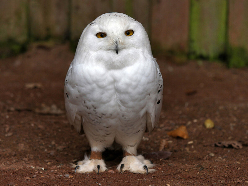 Snowy Owl Standing