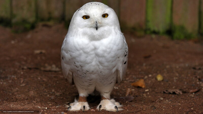 Snowy Owl Standing — White, Alert, Photograph