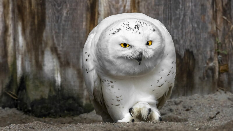 Snowy Owl Standing — White, Alert, Photograph, Wooden Wall