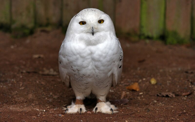 Snowy Owl Standing — White, Alert