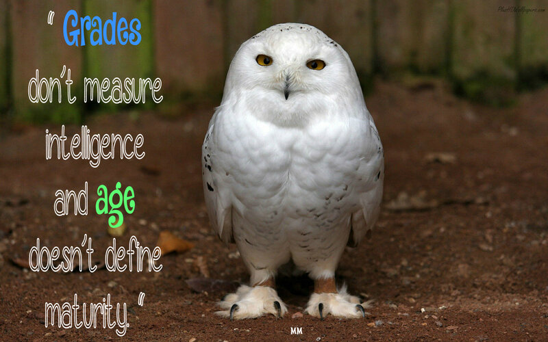 Snowy Owl Standing — White, Serious