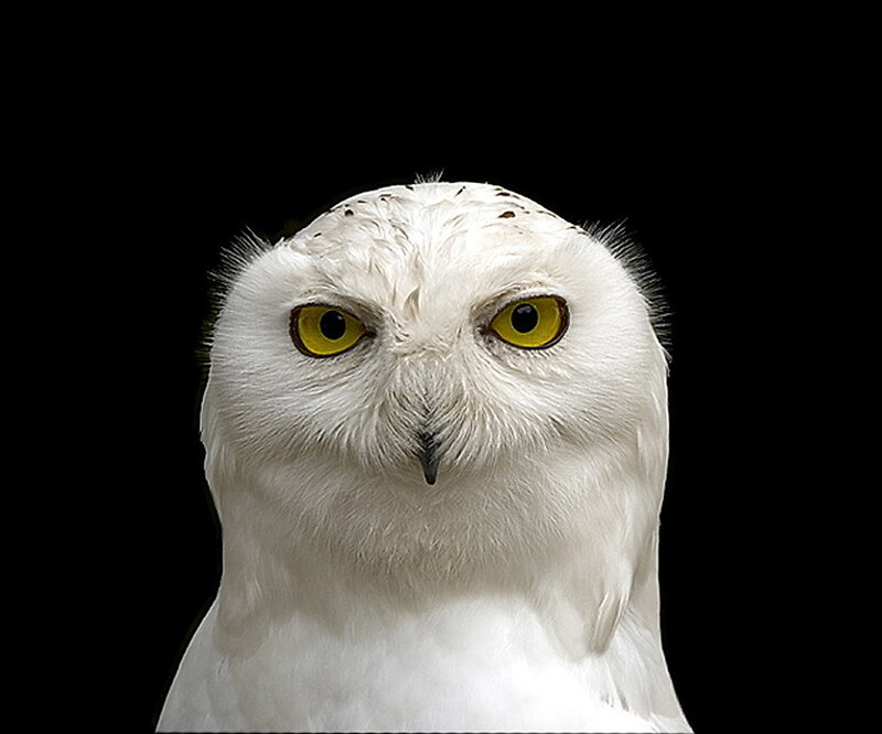 Snowy Owl