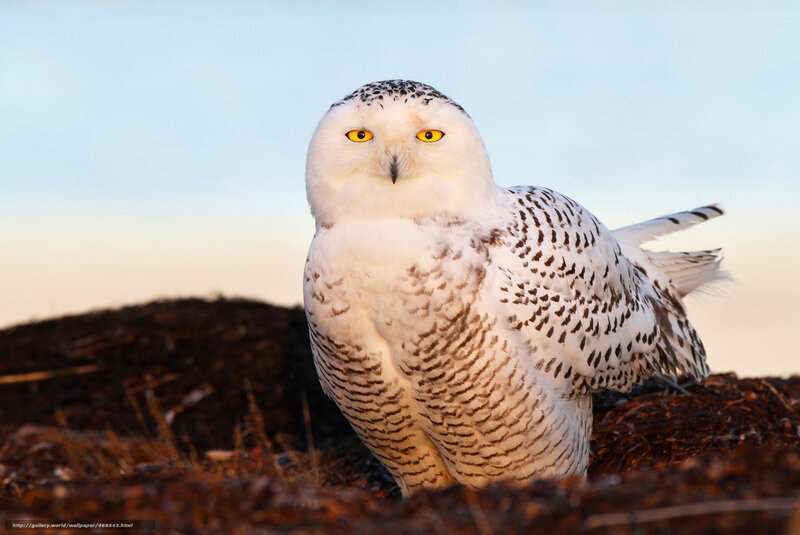 Snowy Owl — White, Alert, Sunset