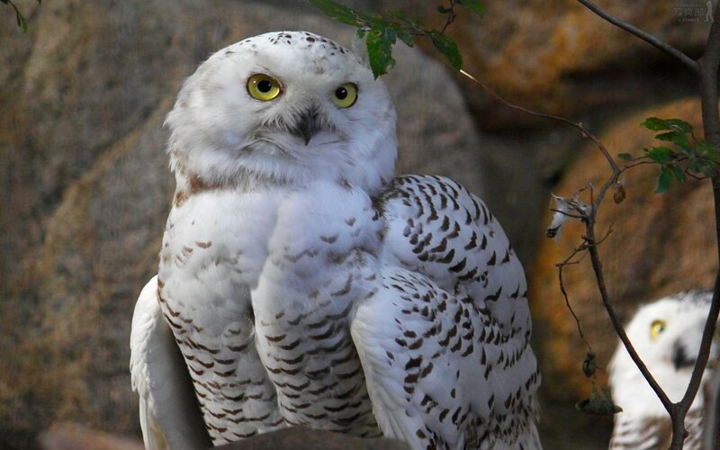 Snowy Owl — White, Alert