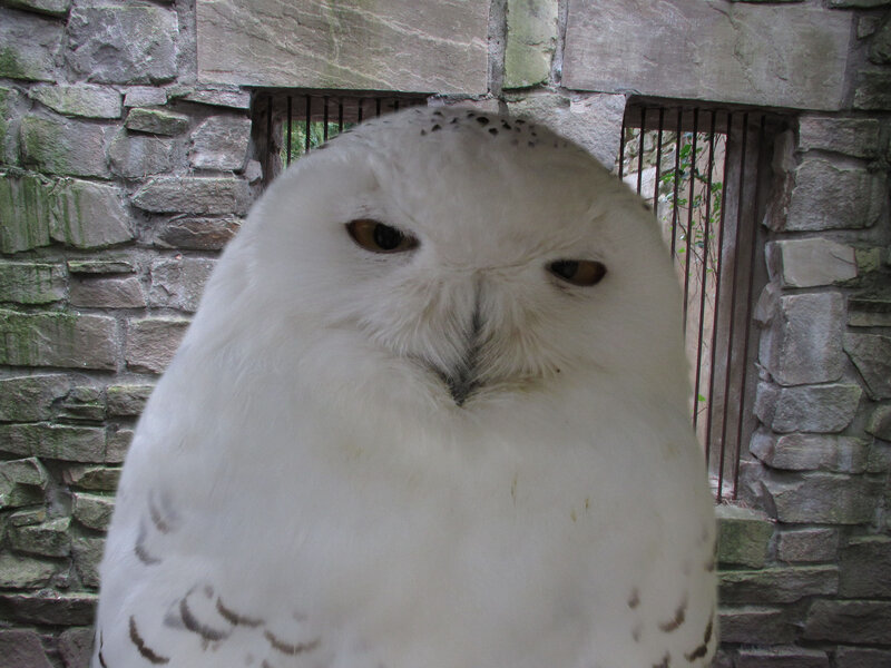 Snowy Owl — White, Calm, Photograph, Stone Wall