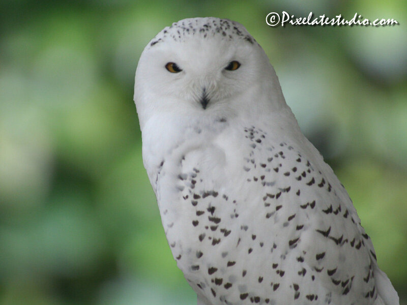 Snowy Owl — White, Calm, Photograph