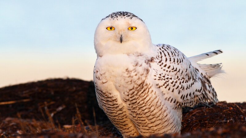 Snowy Owl — White, Calm, Sunset