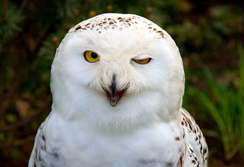 Snowy Owl — White, Calm