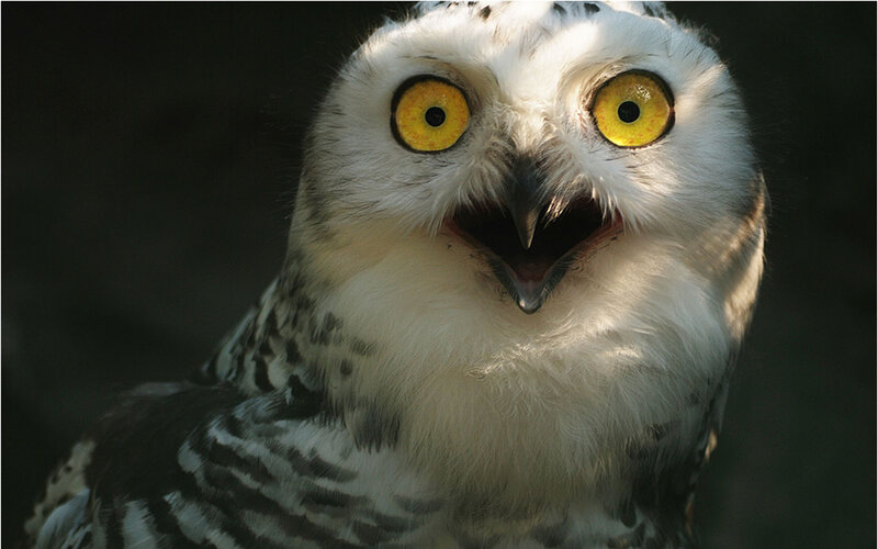Snowy Owl — White, Dramatic