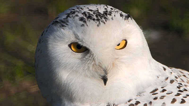 Snowy Owl — White, Intense, Afternoon, Photograph, Yellow Eyes