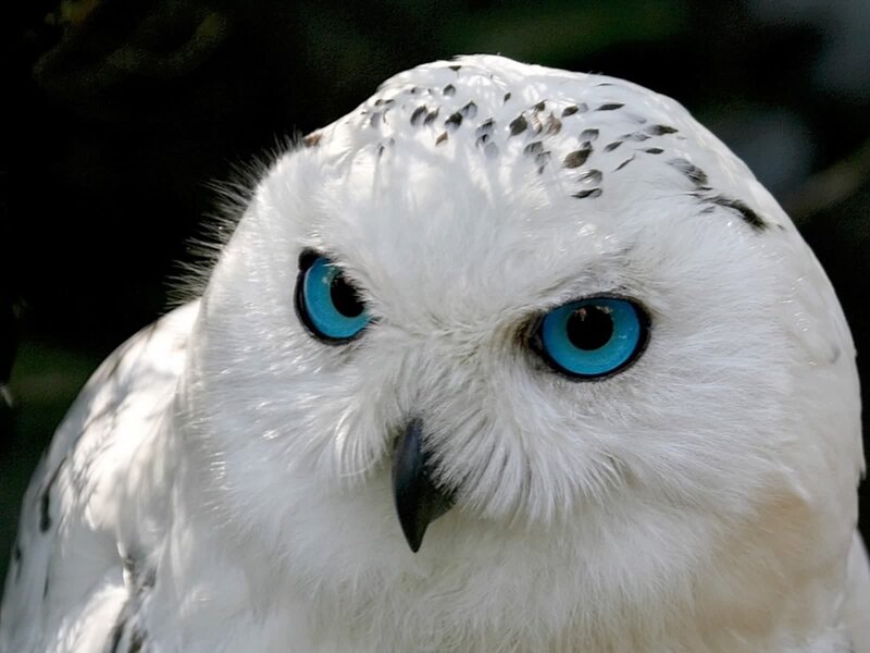 Snowy Owl — White, Intense, Photograph, Blue Eyes