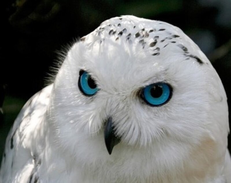 Snowy Owl — White, Intense, Photograph, Eyes, Beak