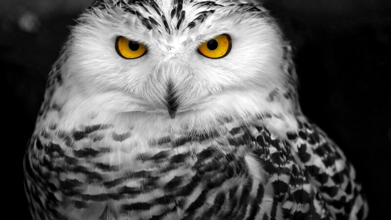 Snowy Owl — White, Intense, Photograph, Eyes, Feathers
