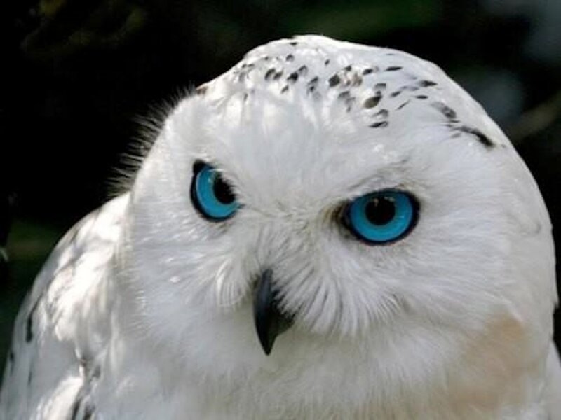 Snowy Owl — White, Intense, Photograph, Eyes