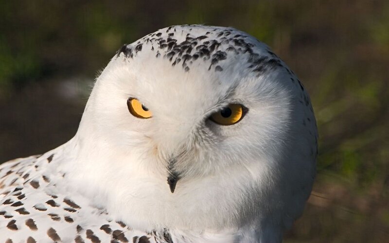 Snowy Owl — White, Intense, Photograph