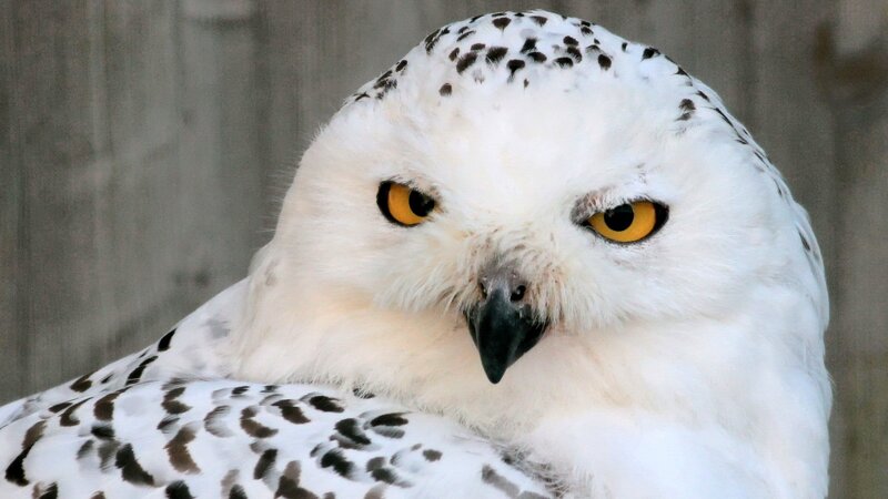 Snowy Owl — White, Intense, Photograph, Yellow Eyes, Black Beak