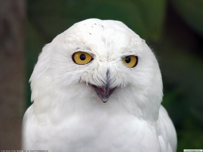 Snowy Owl — White, Intense, Photograph, Yellow Eyes, White Feathers