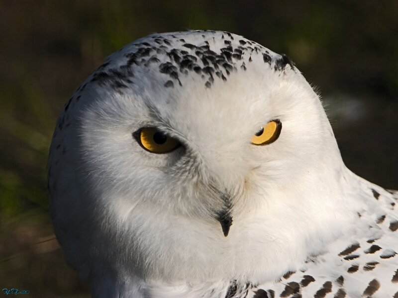 Snowy Owl — White, Intense