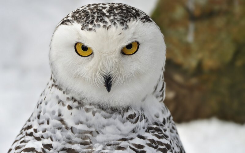 Snowy Owl — White, Intense, Winter, Photograph