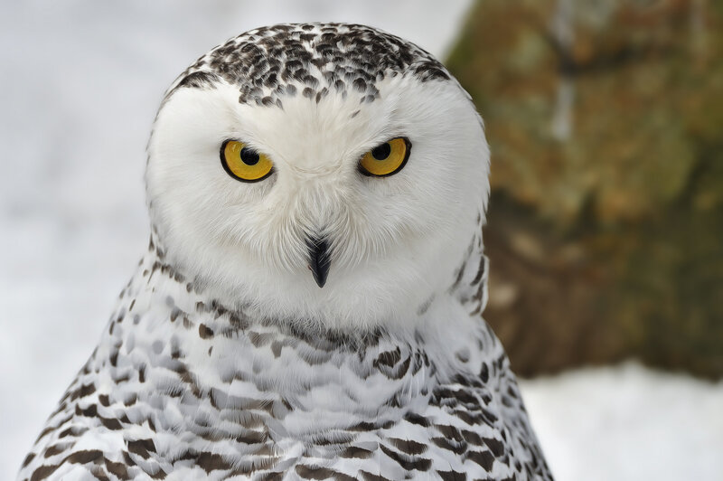 Snowy Owl — White, Intense, Winter