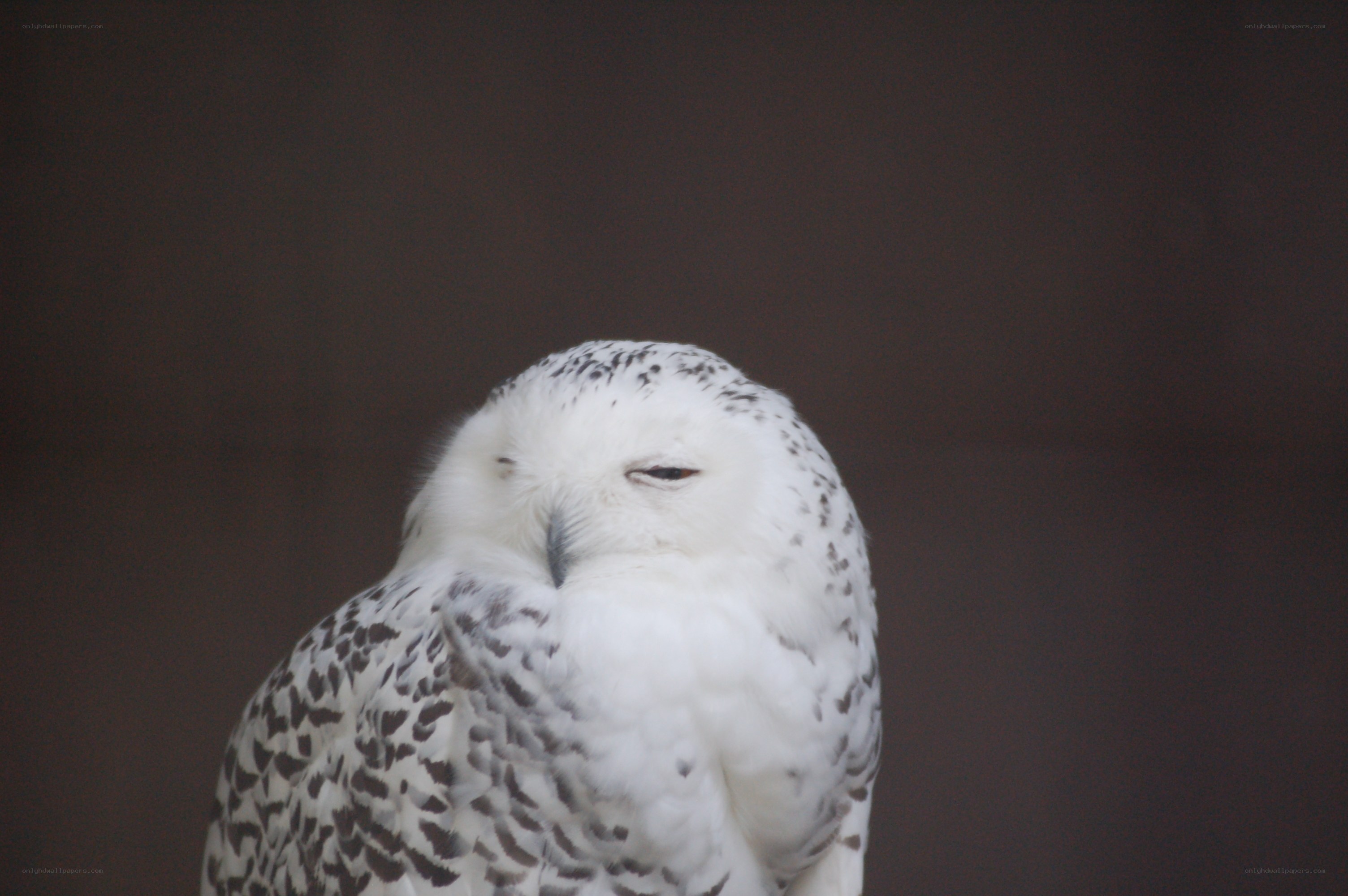 snowy owl with closed eyes