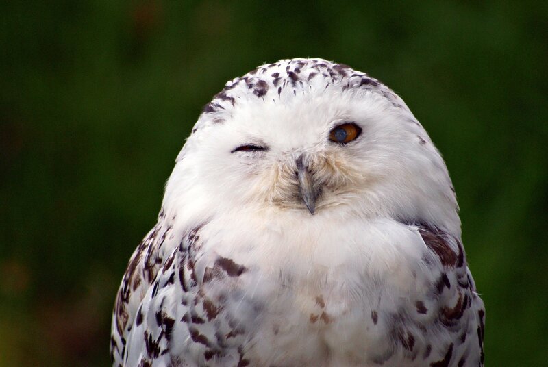 Snowy owl with one eye closed