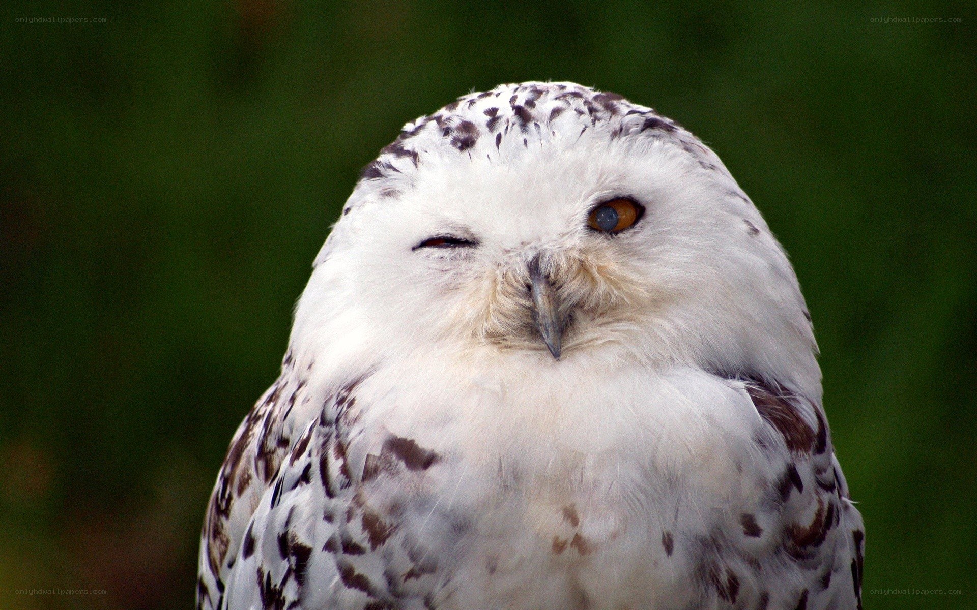 snowy owl with one eye closed