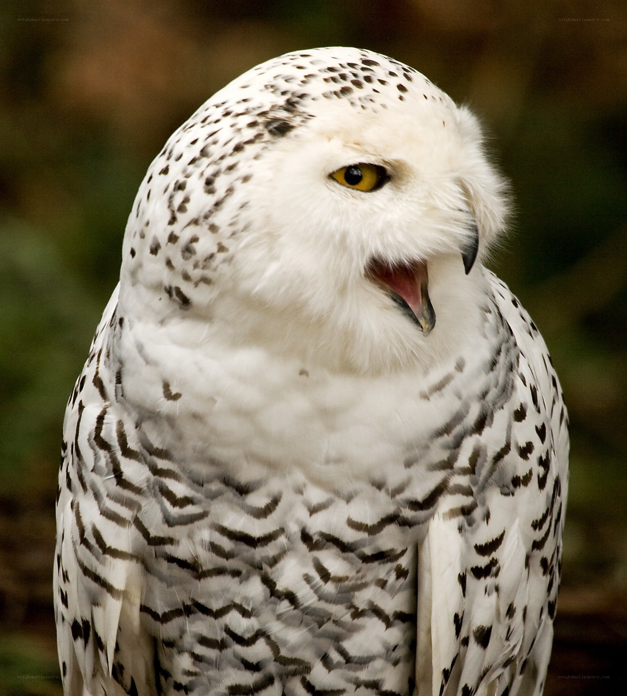 Snowy owl with open beak