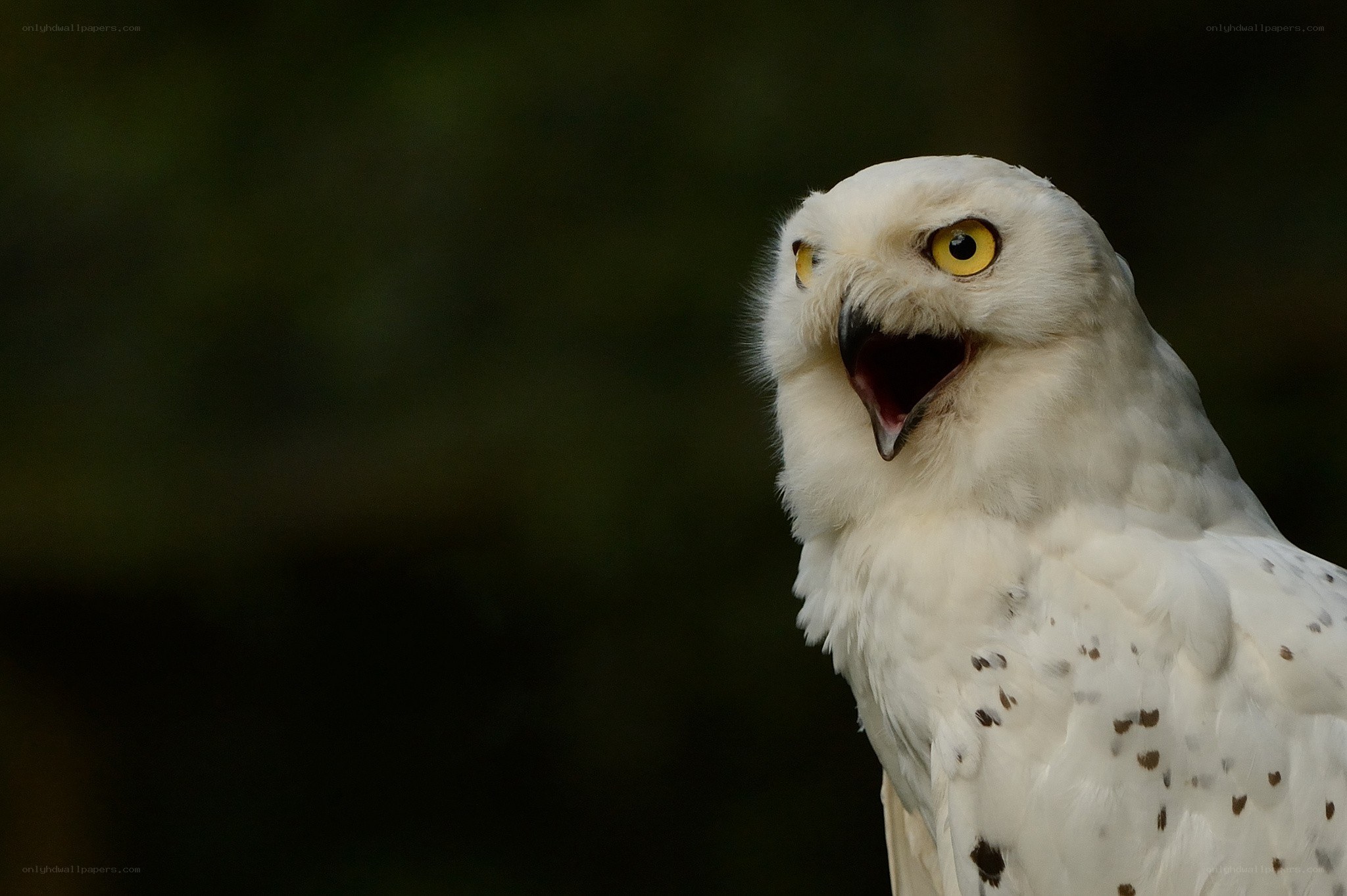 snowy owl with open beak