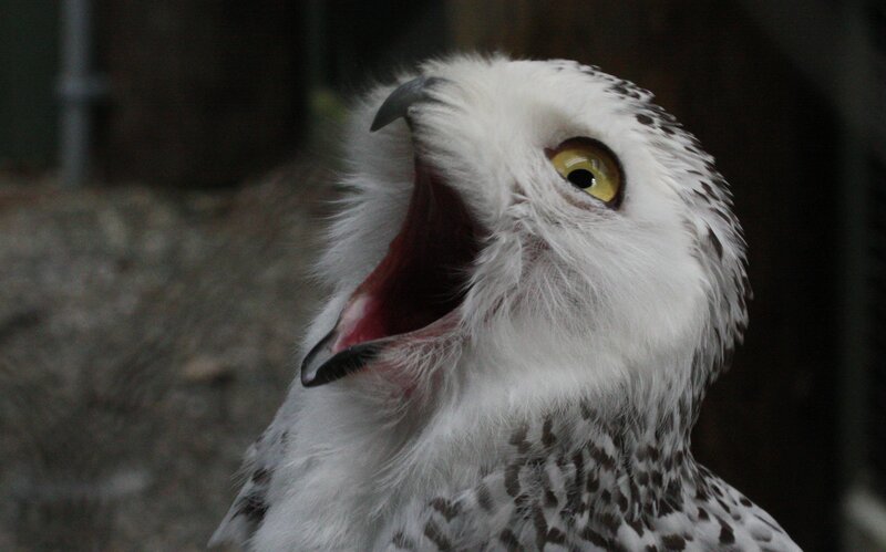 snowy owl with open beak