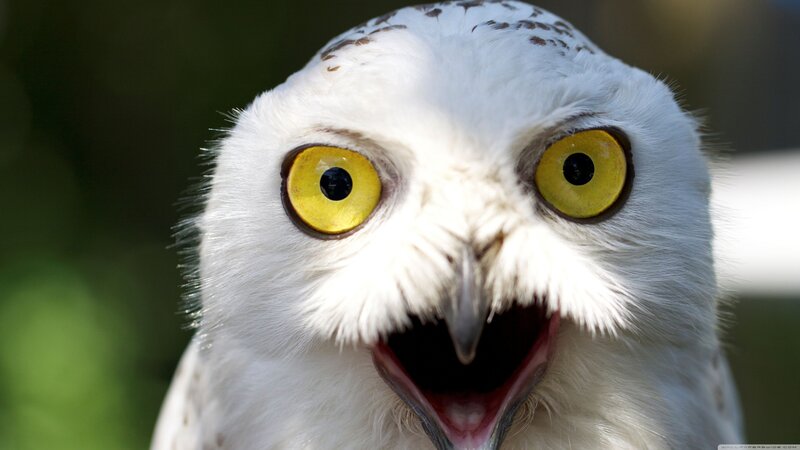 Snowy Owl with Open Beak — White