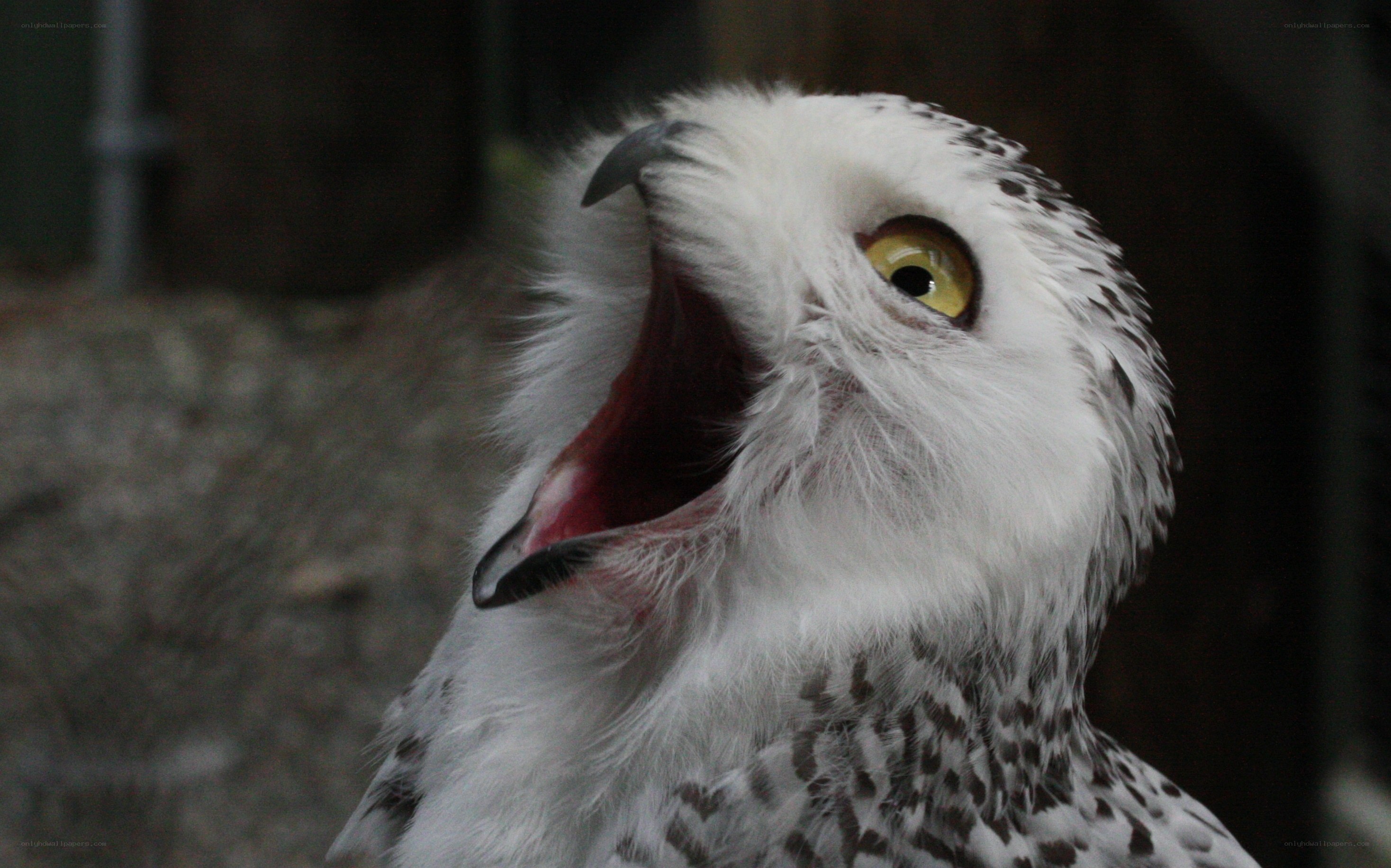 snowy owl with open beak