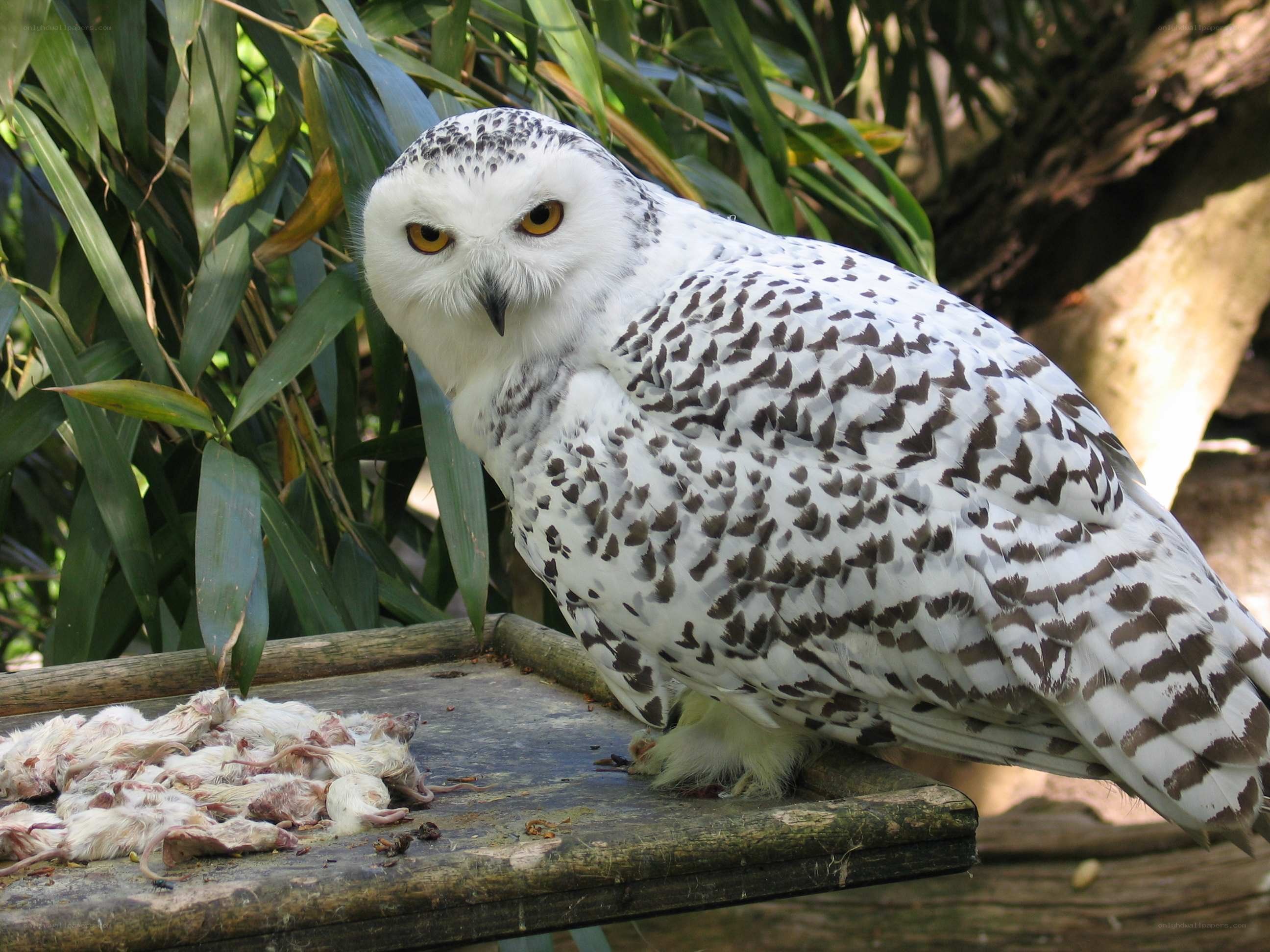 Snowy owl with prey
