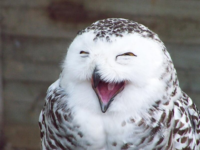 Snowy Owl Yawning
