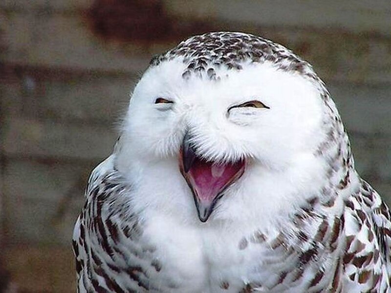 Snowy Owl Yawning — White