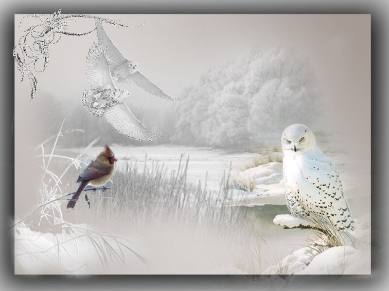 Snowy Owls and Cardinal