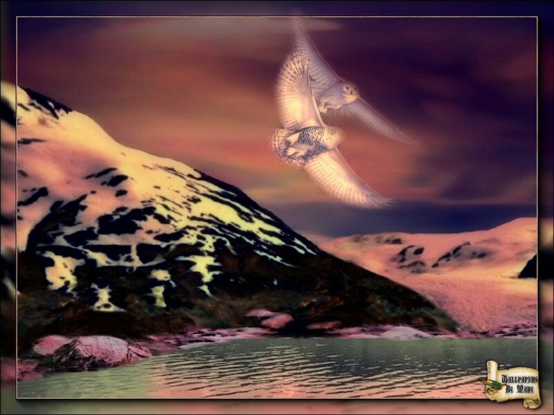 Snowy Owls Flying