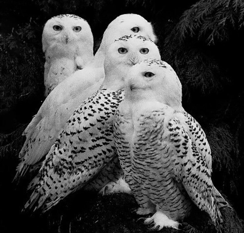 Snowy Owls in a Group