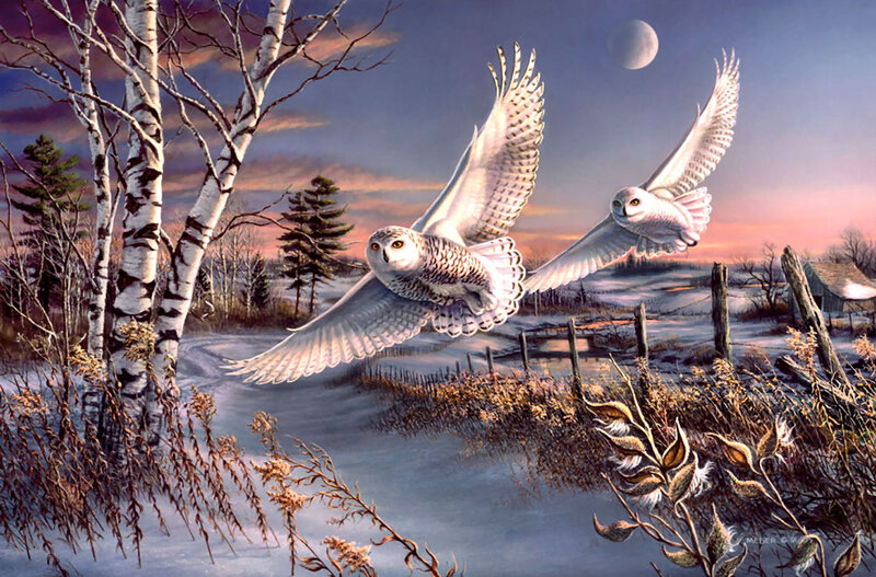 Snowy Owls in Flight