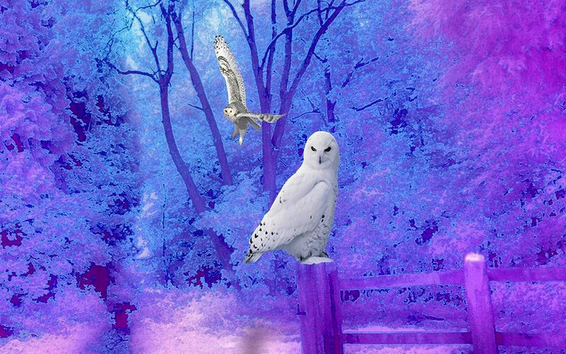 Snowy Owls in Forest