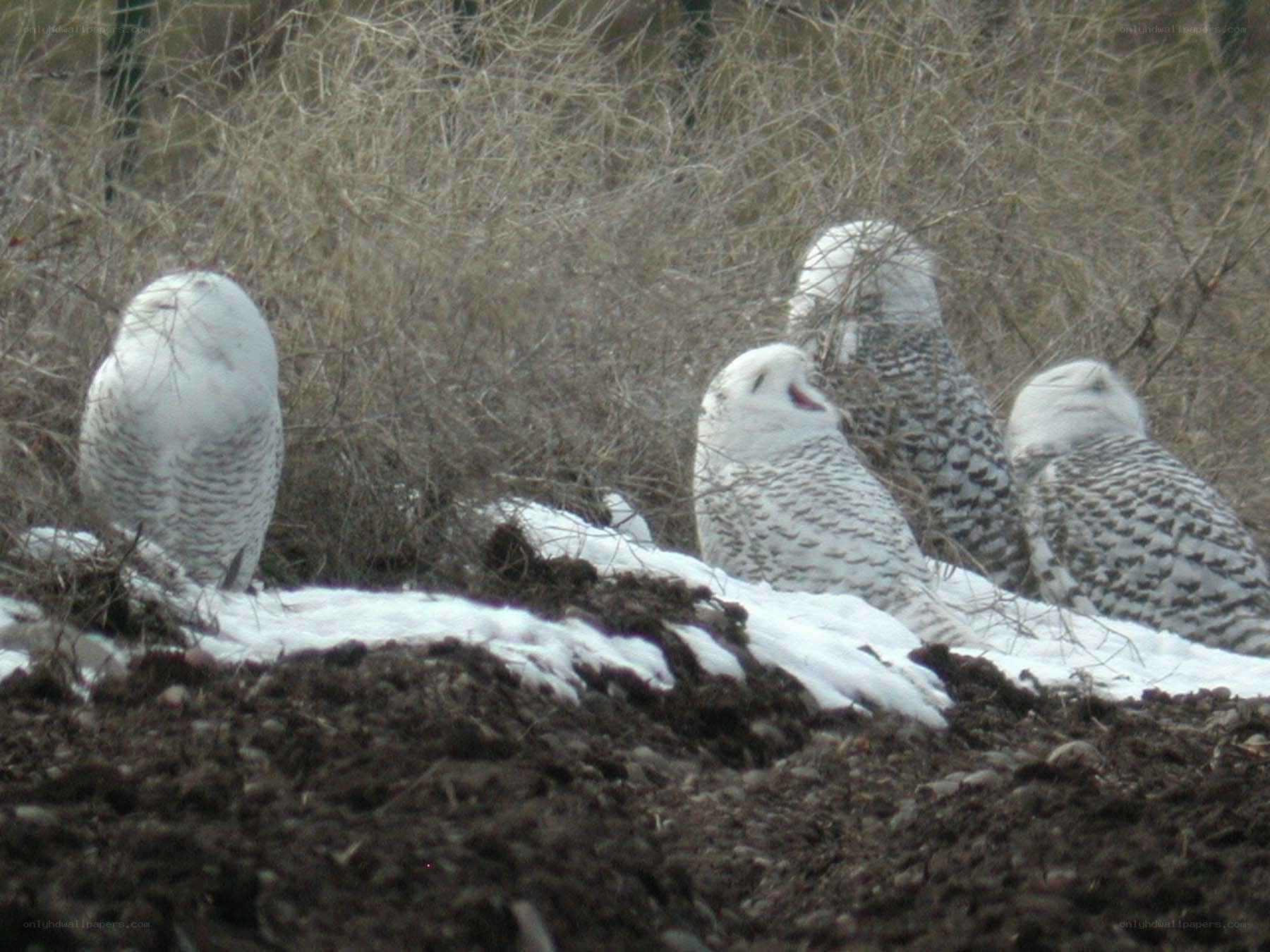 Snowy owls in winter